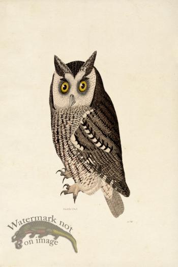 KO 14 Male Mottle Owl